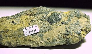 Fossil Trilobyte Arthropod Collectable,  Fos - C14f,  240.  97ct,  1.  70oz,  86x39x14mm,