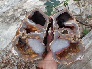 Prime Botryoidal Fossil Coral 2 Piece Agate Geode,  Ga,  Specimen,  Curio Wc150