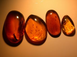 Group Of Burmite Amber Fossils With Variety Of Cretaceous Flies Dinosaur Age