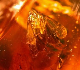 Cixiidae Homopteran With Fly,  Wasp In Authentic Dominican Amber Fossil