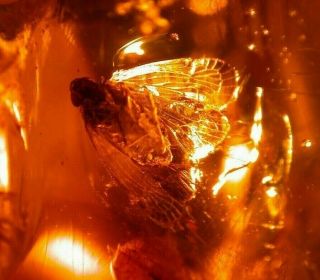 Cixiidae Homopteran with Fly,  Wasp in Authentic Dominican Amber Fossil 2