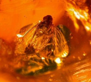 Cixiidae Homopteran with Fly,  Wasp in Authentic Dominican Amber Fossil 3