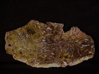 Rw Rare " Petrified Palm Root " From Indonesia