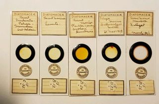 Very Fine Group Of 5 Antique Diatom Microscope Slides " Marine " By F.  &g.  1895