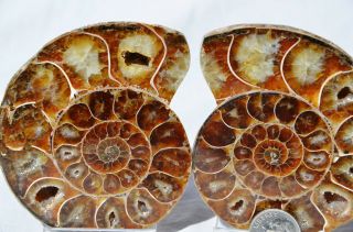 Cut Split Pair Rare Anapuzosia Ammonite D - Shaped Large 83mm Fossil 3.  3 " N8454