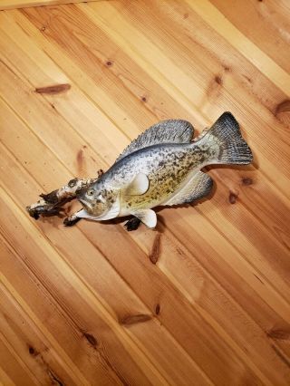 Crappie Wood Carving Fish Taxidermy Vintage Lure Fish Decoy Casey Edwards