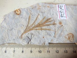 Liaoningocladus Boii Plant Fossil,  The Jehol Biota,  Liaoxi - 71304