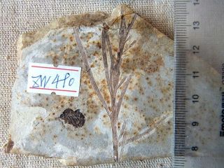 Plant Fossil From Jehol Biota Liaoxi - 71198