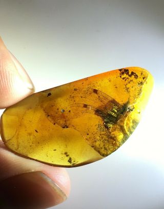 Rare Dragonfly Wings.  Burmite Natural Myanmar Insect Amber Fossil