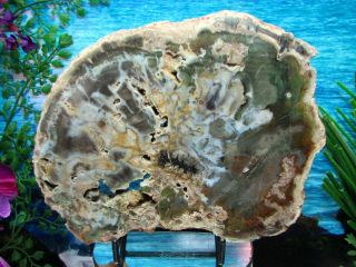 Petrified Wood Complete Round Slab W/bark Stunning Chromium Green W/blue 7 - 1/4 "