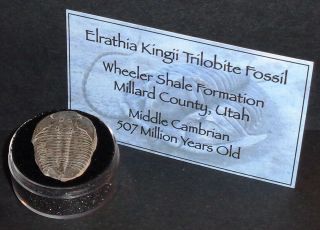 Large 507 Million Year Old Trilobite (elrathia Kingii) Fossil In Display Case