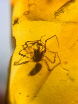 Unique Arachnida Spider Burmite Myanmar Burmese Amber Insect Fossil Dinosaur Age