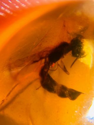 Hymenoptera Wasp Hornet Burmite Myanmar Burmese Amber Insect Fossil Dinosaur Age