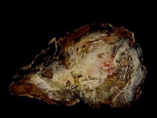 Rw Exquisite/choice " Petrified Wood Round " From Hampton Butte,  Oregon