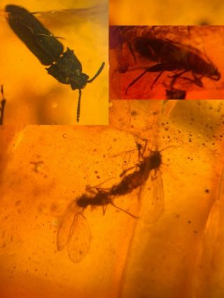 Mating Fly&beetle&stinkbug Burmite Myanmar Amber Insect Fossil From Dinosaur Age