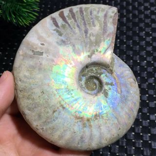 321g Ammonite Fossil Natural Mineral Specimens From Madagascar