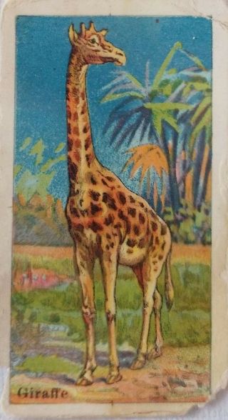 1910 E26 Animals Series Dockman Menagerie Gum - Giraffe Htf
