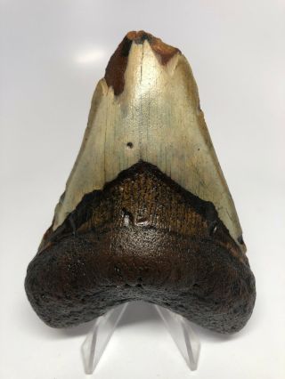 Unique 4.  28” Real Megalodon Fossil Shark Tooth Rare 3189