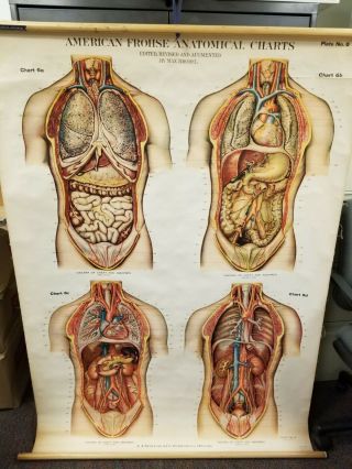 Vintage American Frohse Anatomical Charts - Thoracic & Abdominal Viscera Plate 6
