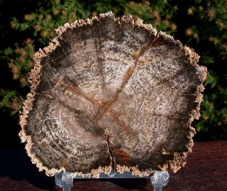 Sis: Wild & Wonderful Striped Burmese Petrified Wood Round From Myanmar - Rare