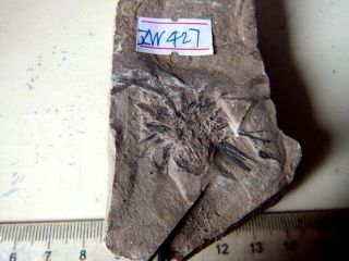 Plant Fossil,  The Jehol Biota,  Liaoxi 71305