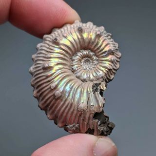 4 Cm (1,  6 In) Ammonite Kosmoceras Pyrite Jurassic Russia Fossil Ammonit