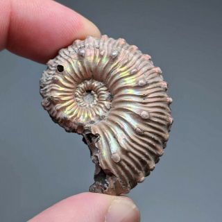 4 cm (1,  6 in) Ammonite Kosmoceras pyrite jurassic Russia fossil ammonit 2