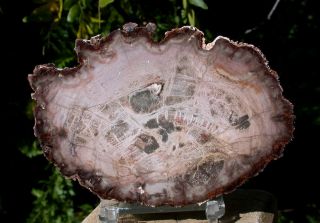 Sis: Lovely Pink Hued Petrified Wood Round - Interesting Argentina Slab