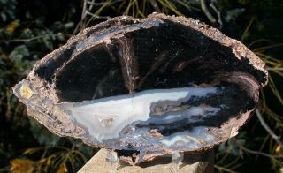 Sis: Rare Agate Cast Blue Forest Petrified Wood Round