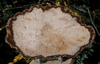 Sis: 7 " Burmese Petrified Palm Wood Specimen - Fossil Palmoxylon From Myanmar