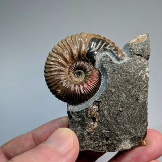 3,  9 Cm (1,  5 In) Ammonite Acanthoplites Shell Cretaceous Russia Russian Ammonit