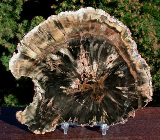 Sis: Beautifully Twisted 6 " Woodworthia Petrified Wood Round - Zimbabwe,  Africa