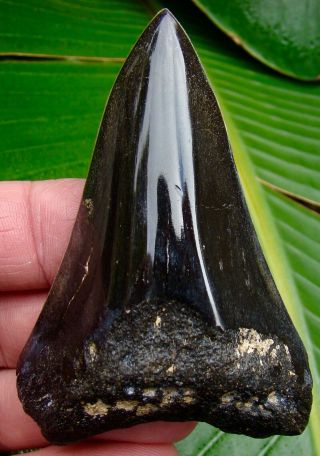 Megalodon Shark Tooth - 3 & 5/16 In.  - Real Fossil Sharks Teeth - Jaw