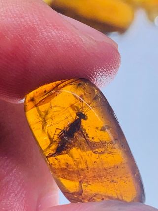 Unique Big Unknown Fly Burmite Myanmar Burmese Amber Insect Fossil Dinosaur Age