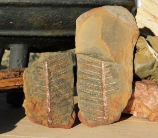 Museum Quality Colorful Fern Fossil Pair Shale Stone Carboniferous Pennsylvania