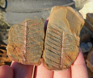 Museum Quality Colorful Fern Fossil Pair Shale Stone Carboniferous Pennsylvania 2