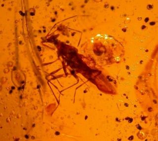 Cretaceous True Bug With Long Proboscis In Burmite Amber Fossil Dinosaur Age