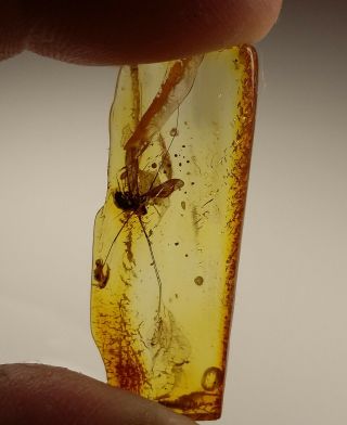 Huge Insect Inclusion In Baltic Amber 2.  5 G.