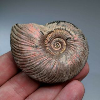 5,  7 Cm (2,  2 In) Ammonite Shell Quenstedtoceras Jurassic Pyrite Russia Fossil