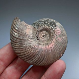 6,  5 Cm (2,  6 In) Ammonite Shell Quenstedtoceras Jurassic Pyrite Russia Fossil