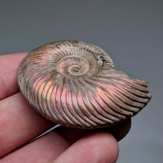 5 cm (2 in) Ammonite shell Quenstedtoceras jurassic pyrite Russia fossil 3