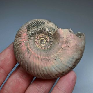 7,  3 Cm (2,  8 In) Ammonite Shell Quenstedtoceras Jurassic Pyrite Russia Fossil