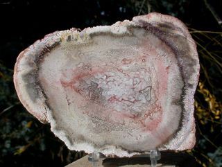 Sis: Almost Perfect Wine Colored Petrified Tree Fern Round - Tietea