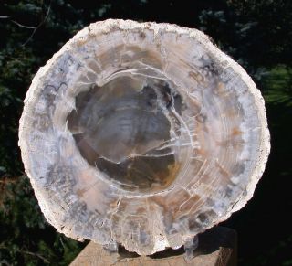 Sis: Curiously Light Colored Polished Argentina Petrified Wood Round