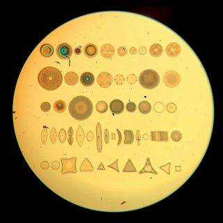Antique W.  A.  Firth Microscope Slide Of Diatoms - Over 50 Species