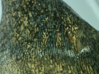 Gem Bone Blue Fossil Agatized Lapidary Raw Polishing Material Agate Bone