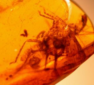Giant Homopteran With Winged Termite In Burmite Amber Fossil Dinosaur Age