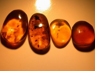 Group Of Burmite Amber Fossils With Variety Of Insects From Dinosaur Age