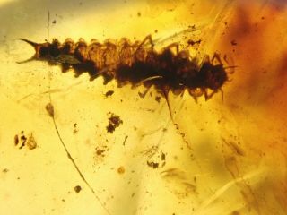 Beetle Larva In Burmite Burmese Amber Insect Cretaceous Fossil