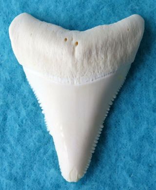 2.  118 " Lower Real Modern Great White Shark Tooth (teeth)